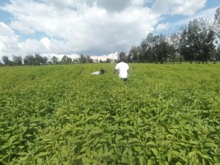 Chia seeds in kenya