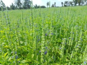 chia seeds farming in kenya