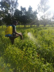 chia seeds spraying in kenya